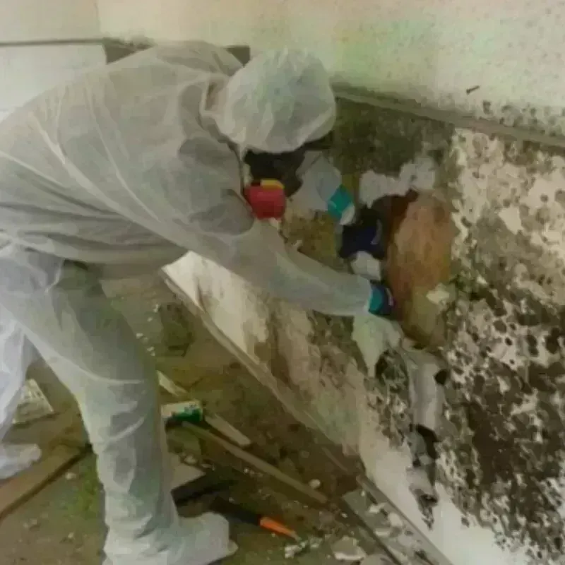 Mold Remediation and Removal in Monrovia, CA